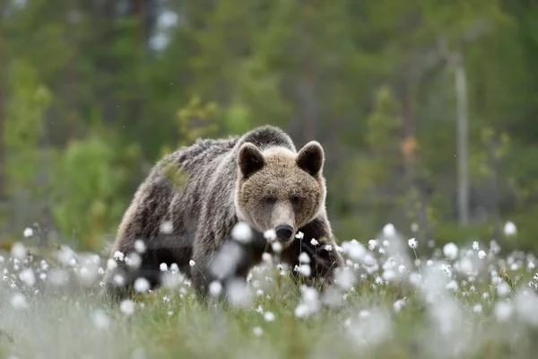 Urso Marrom Cenário Verão Finlândia Taiga — Fotografia de Stock