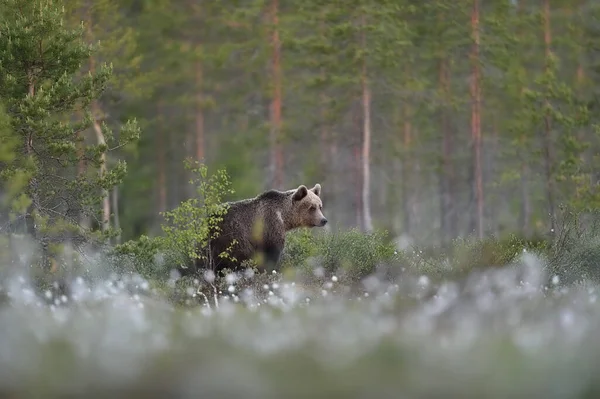 Бурый Медведь Лесных Пейзажах Летом — стоковое фото