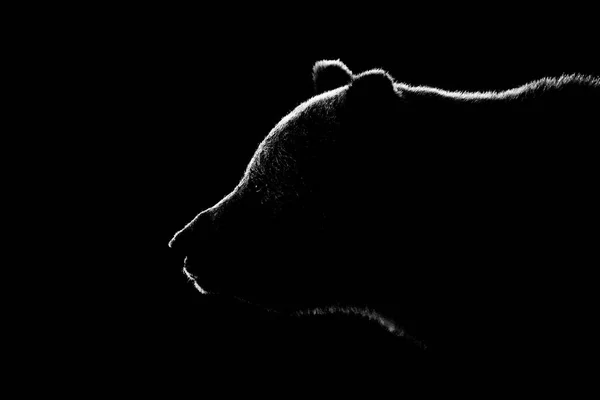 茶色のクマの顔の輪郭側のビューでは 黒と白 黒い背景でクマの顔 — ストック写真