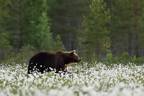 Urso Marrom Cenário Verão — Fotografia de Stock