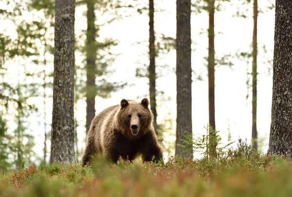 Gran Oso Pardo Macho Ursus Arctos Bosque — Foto de Stock