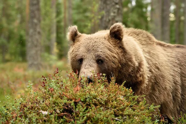 Urso Pardo Comendo Bagas Mirtilos — Fotografia de Stock