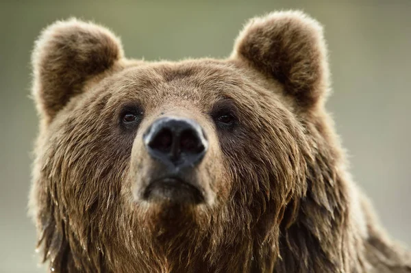 Cara Urso Castanho Retrato Fecho Cabeça Urso — Fotografia de Stock