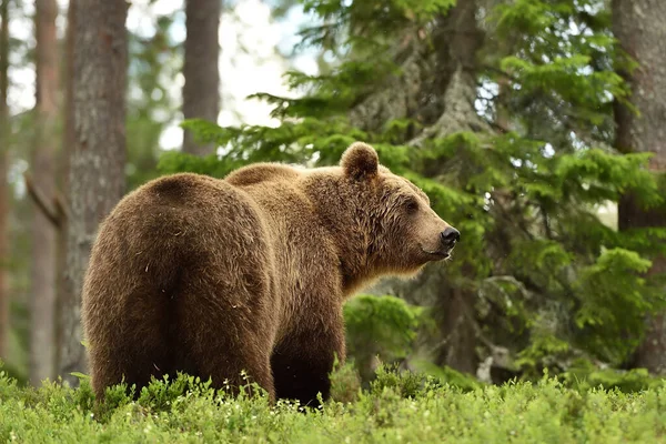 Urso Marrom Paisagem Florestal — Fotografia de Stock