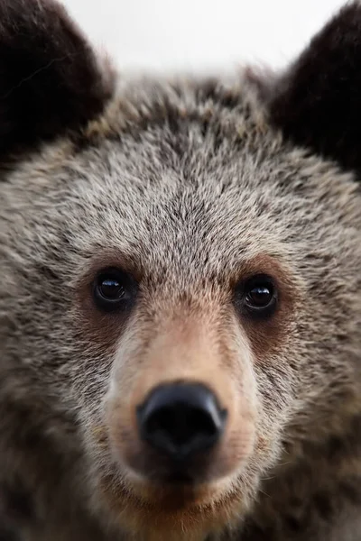 Brązowy Niedźwiedź Twarz Niedźwiedź Portret Zbliżenie — Zdjęcie stockowe