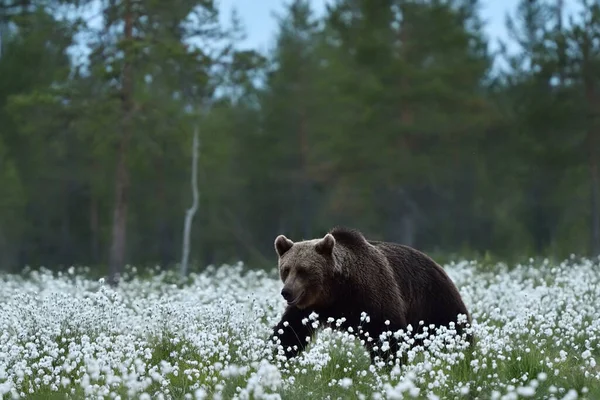 Бурый Медведь Лесу — стоковое фото