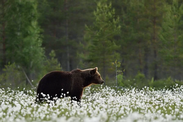 Urso Marrom Florescente Paisagem Pântano Verão Urso Cenário Pântano — Fotografia de Stock