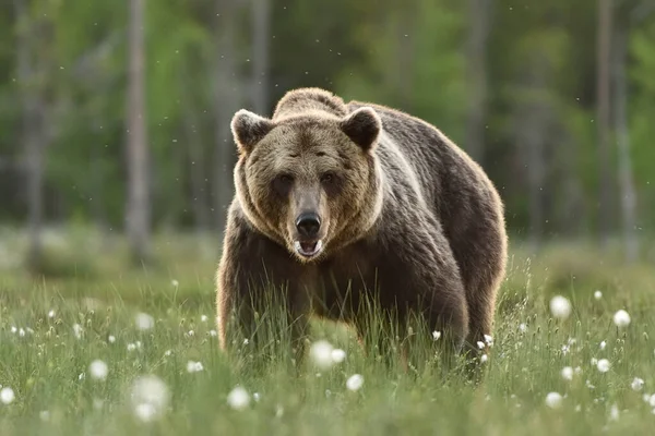 Velký Dospělý Medvěd Hnědý Vážný Vzhled — Stock fotografie