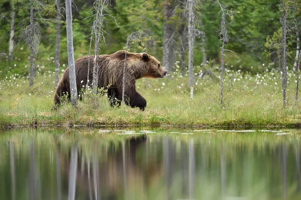 Brunbjörnen Går Bredvid Vattnet Brunbjörn Vandrar Våtmark — Stockfoto