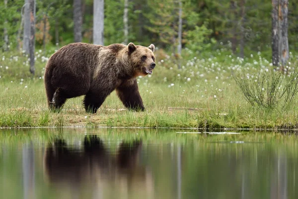 Urso Lado Água Urso Pântano — Fotografia de Stock