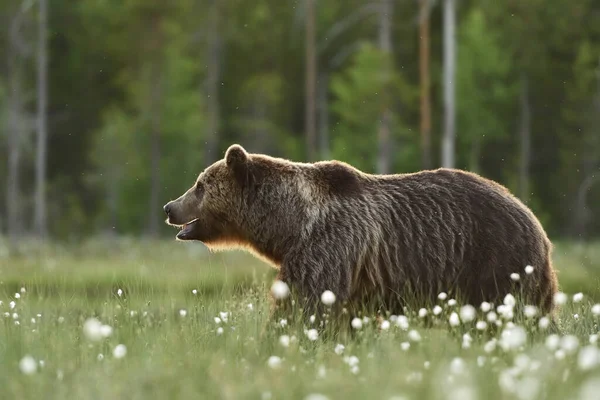 Bruine Beer Ursus Arctos Bij Zonsondergang Moeras — Stockfoto