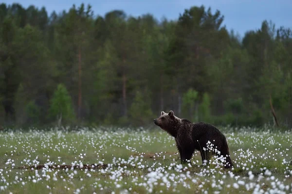 Медведь Ночью Болоте — стоковое фото