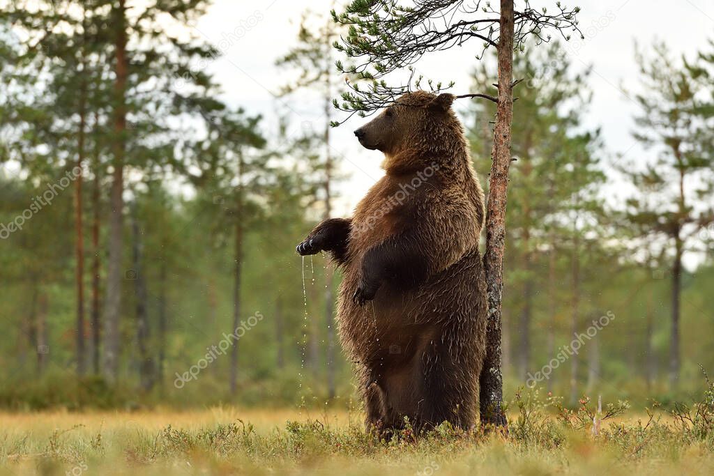 brown bear standing and scratching itself against a tree