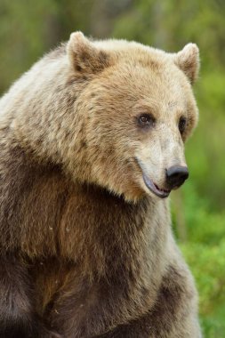 Ormanda kahverengi ayı portresi
