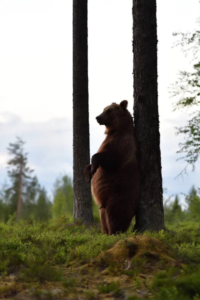 Brown bear standing against a tree. Bear rubbing his back against a tree. Bear scratching his back. Bear standing.