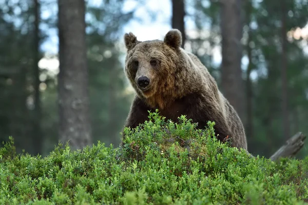 Urso Castanho Sentado Floresta — Fotografia de Stock