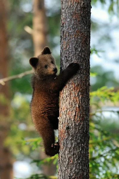 Бурый Медвежонок Обнимает Дерево Медвежонок Дереве Медвежонок Залезает Дерево — стоковое фото