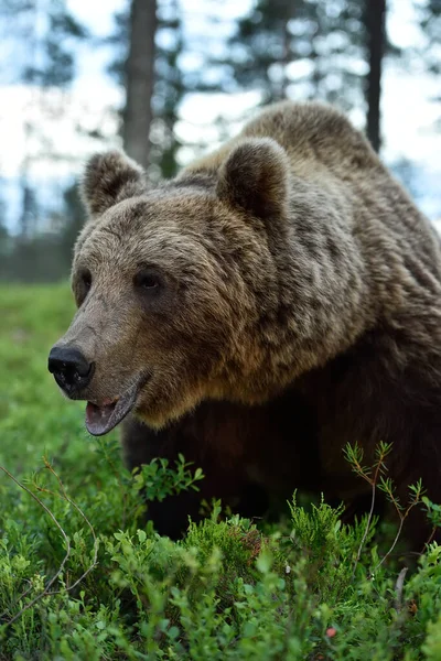 Urso Castanho Perto Retrato Urso Marrom Floresta — Fotografia de Stock
