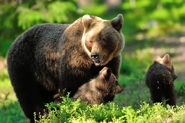 Bärenmutter Mit Jungtieren Momma Bär Mit Jungen Bärenfamilie Wald — Stockfoto