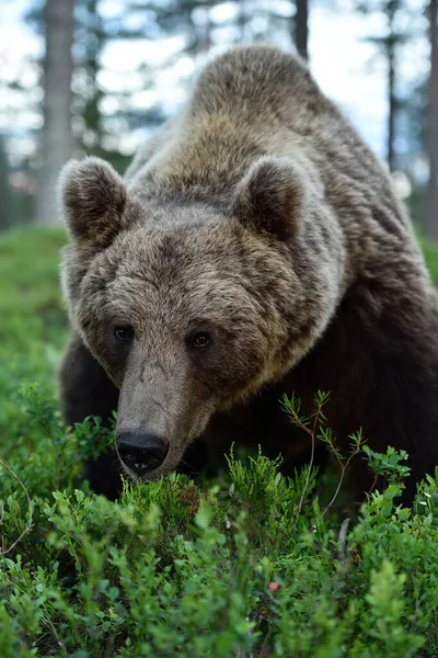 Urso Castanho Europeu Ursus Arctos Retrato Uma Floresta Cara Urso — Fotografia de Stock