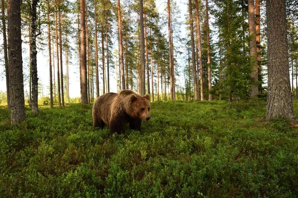 Широкоугольный Вид Медведя Лесу Медведь Лесу — стоковое фото