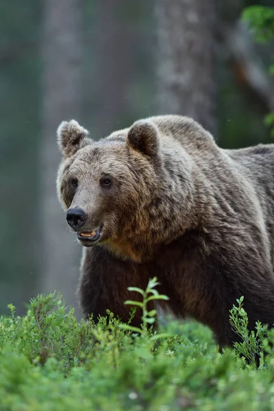 Grande Urso Macho Marrom Retrato Floresta — Fotografia de Stock