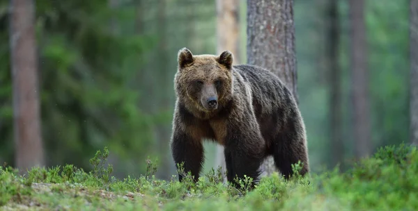 Orso Bruno Nel Paesaggio Forestale — Foto Stock