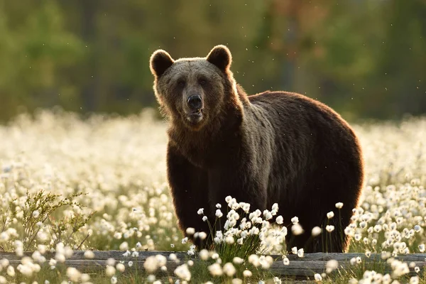 Бурый Медведь Цветущем Болоте Европейский Бурый Медведь Болоте — стоковое фото