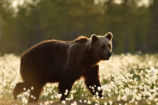 Ours Brun Marchant Dans Tourbière Avec Herbe Coton Fleurs — Photo