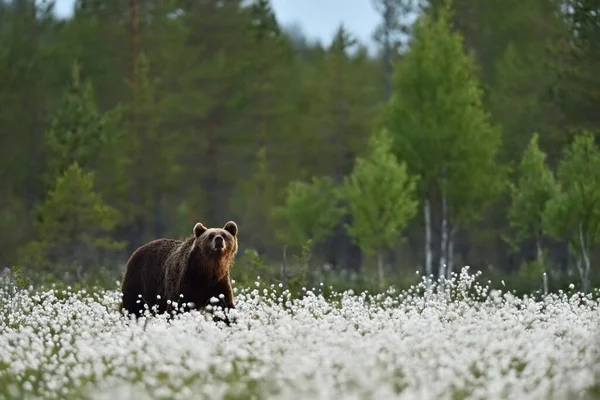 Καφέ Αρκούδα Ανθισμένο Γρασίδι Από Βαμβάκι — Φωτογραφία Αρχείου