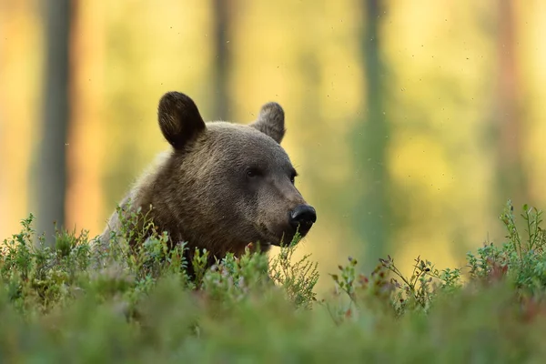 Καφέ Αρκούδα Ξεκουράζεται Στο Δάσος Φόντο Δάσος — Φωτογραφία Αρχείου