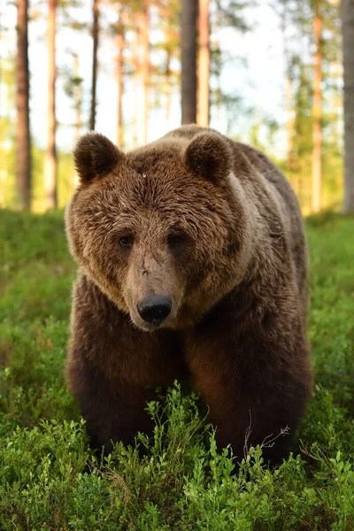 Retrato Urso Marrom Floresta Verão — Fotografia de Stock