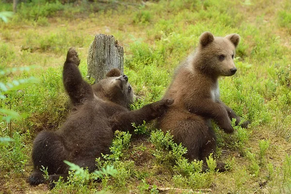 Filhotes Urso Marrom Brincando Floresta Ursos Engraçados — Fotografia de Stock
