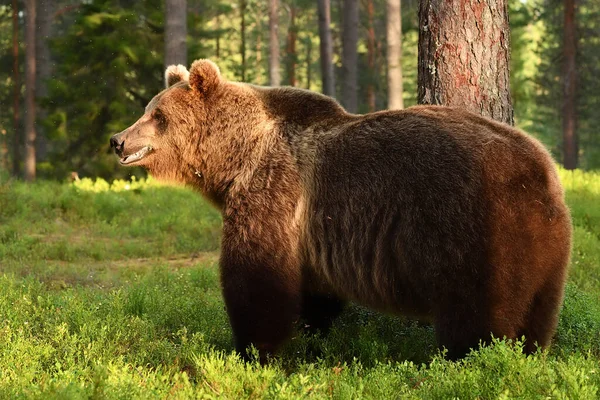 Großer Braunbär Sommer Wald — Stockfoto