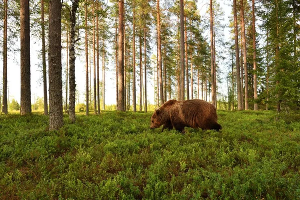 Бурый Медведь Лесном Пейзаже Летом — стоковое фото