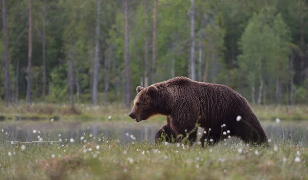 Orso Bruno Ursus Arctos Che Cammina Nella Brughiera Con Sfondo — Foto Stock