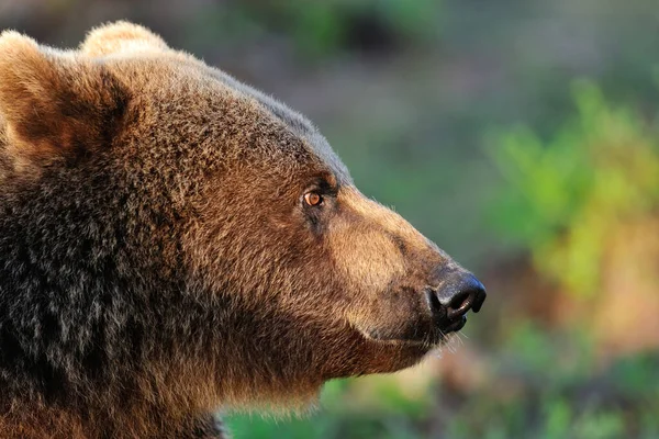 Urso Marrom Rosto Closeup — Fotografia de Stock