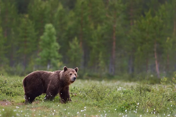 Urso Marrom Com Fundo Florestal — Fotografia de Stock