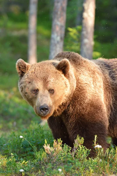 Stort Brunt Björnporträtt Skogen — Stockfoto