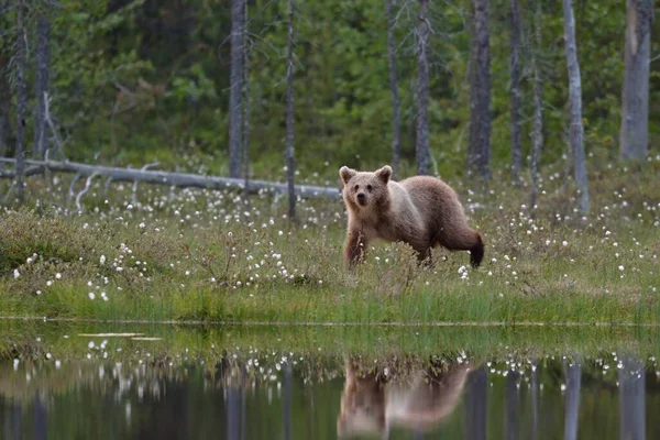 Cucciolo Orso Camminare Accanto Laghetto Con Riflessione — Foto Stock