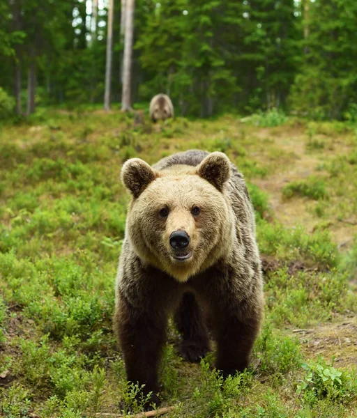 Bärennahaufnahme Wald — Stockfoto