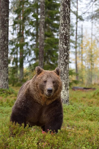 Oso Pardo Con Pelaje Húmedo Después Lluvia Bosque — Foto de Stock