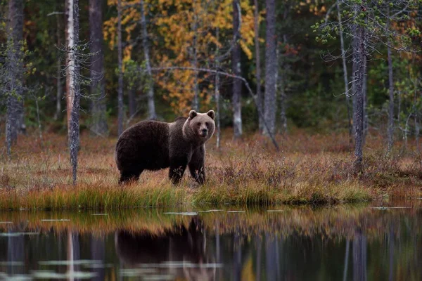 Orso Bruno Nella Foresta Autunnale — Foto Stock