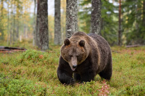 Bear Walking Rain Forest — Stock Photo, Image