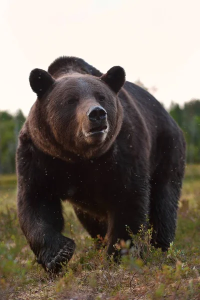 Grande Masculino Urso Marrom Closeup Pântano — Fotografia de Stock