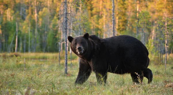 Urso Pântano Pôr Sol Com Fundo Floresta — Fotografia de Stock