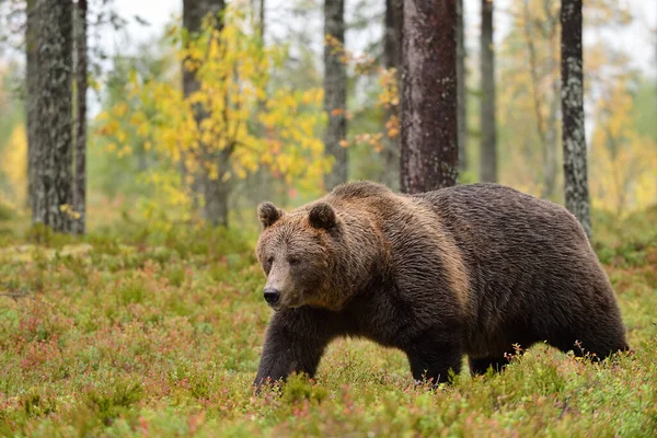 Μεγάλη Αρσενική Αρκούδα Που Περπατά Στο Δάσος Φθινόπωρο — Φωτογραφία Αρχείου