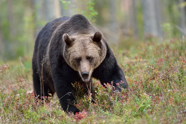 Grande Urso Macho Marrom Floresta — Fotografia de Stock