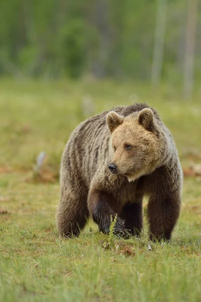 Коричневий Ведмідь Болоті Північна Карелія Фінляндія — стокове фото