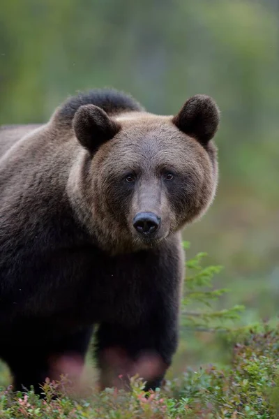 Европейский Бурый Медведь Лесу — стоковое фото